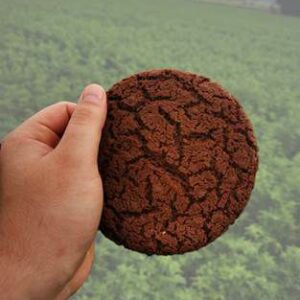 Double Chocolatechip Cookies