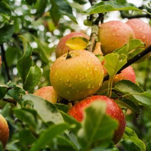 Apfel Renette (Rarität!)