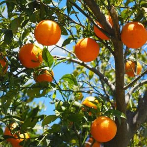 Orangen aus Sizilien