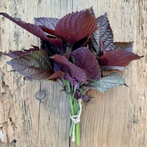 Shiso frisch